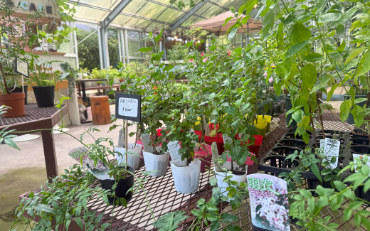 くじゅう野の花の郷