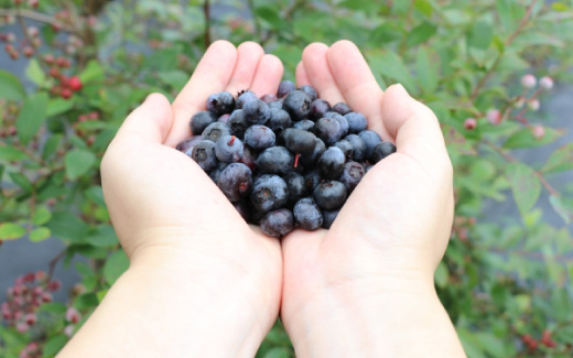 ベリージュファーム（ブルーベリー摘み取り）