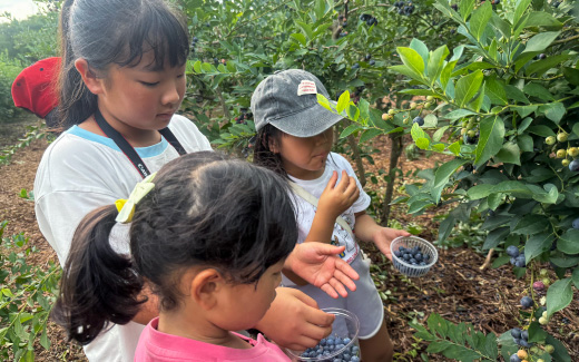 ベリージュファーム（ブルーベリー摘み取り）