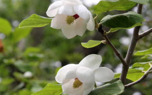 猟師岳（ハイキング・軽登山）