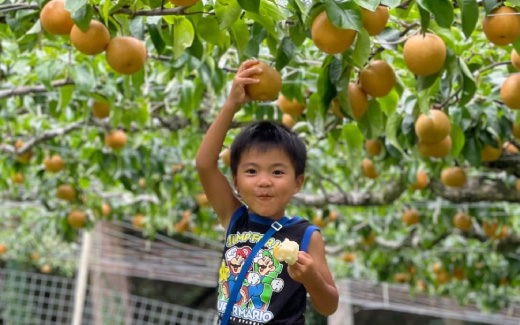 佐々木農園（梨狩り）