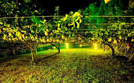 佐々木農園（梨狩り）