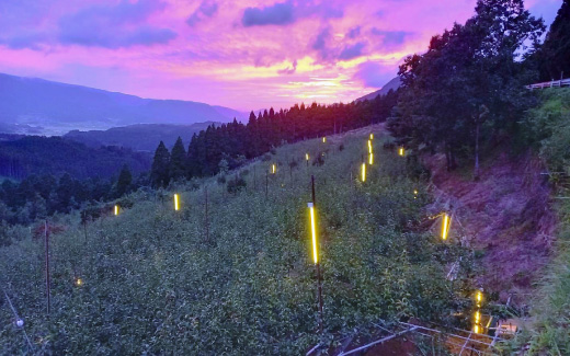 佐々木農園（梨狩り）