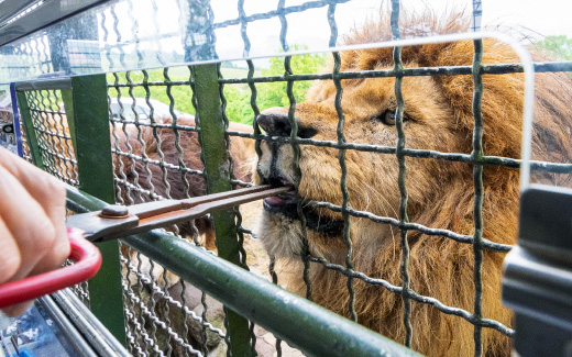 九州自然動物公園アフリカンサファリ